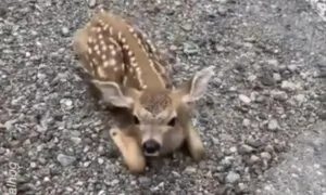 Friendly Fawn Comes For Head Scratches