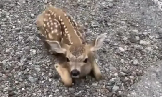 Friendly Fawn Comes For Head Scratches