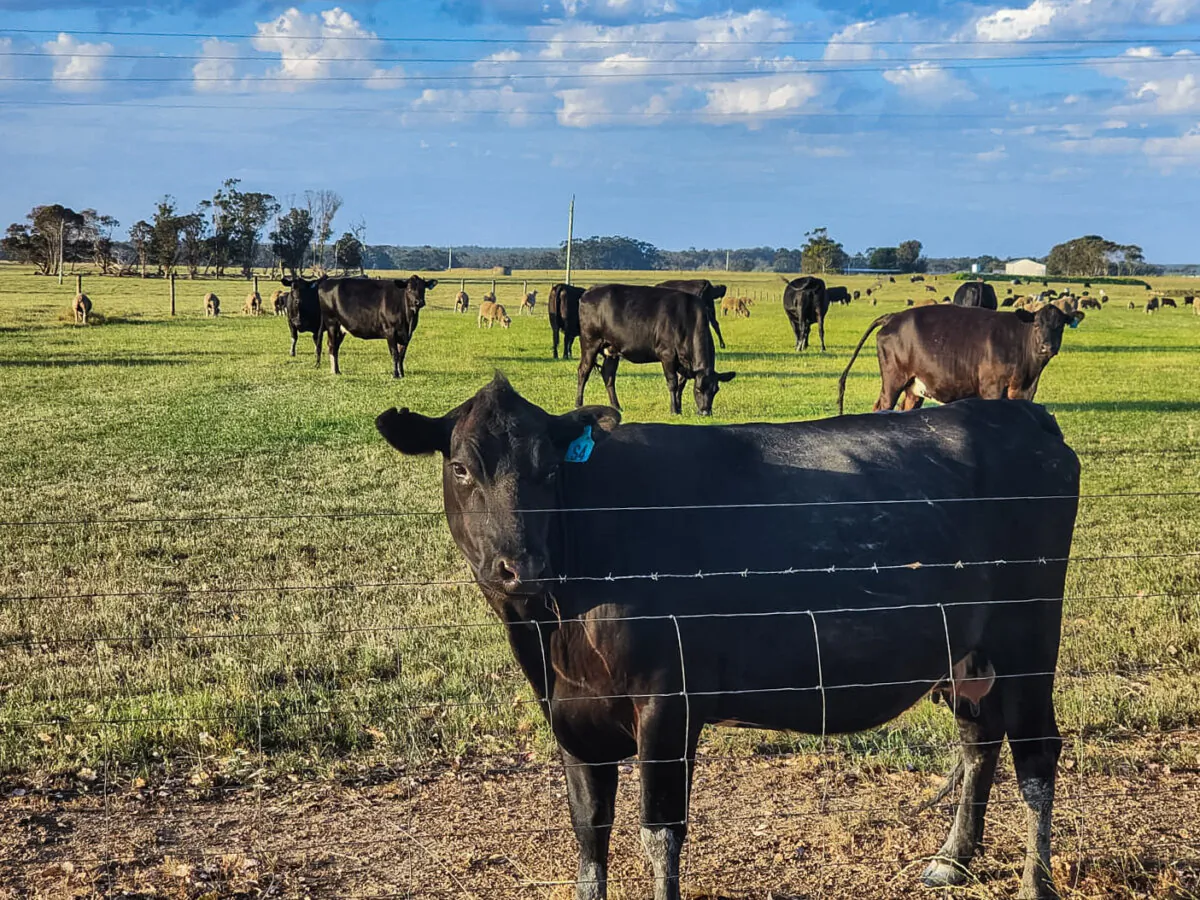 Cows and sheep grazing in a paddock near Albany, Western Australia, on Nov. 24, 2023. (Susan Mortimer/The Epoch Times)