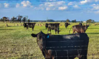 Cattle Tracking Provision That May Limit Beef Supply Passed in Omnibus Bill