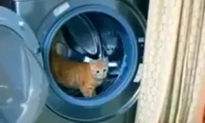 Cat Turns Washing Machine Into Hamster Wheel!