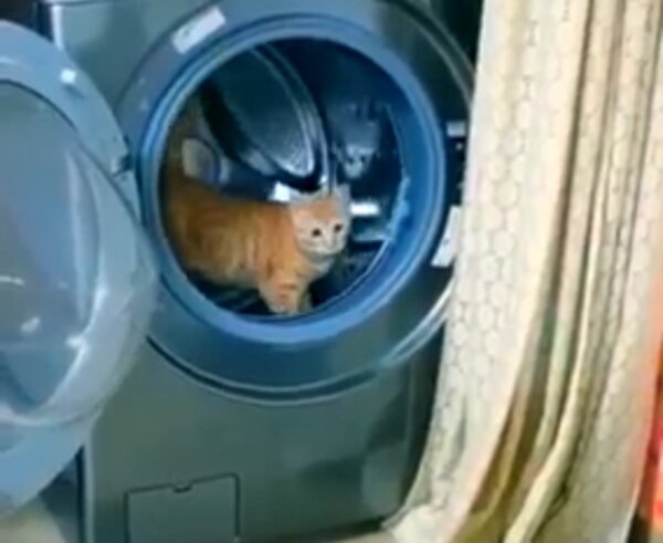 Cat Turns Washing Machine Into Hamster Wheel!