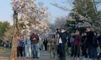 100+ Cherry Blossom Trees to be Removed in Washington DC