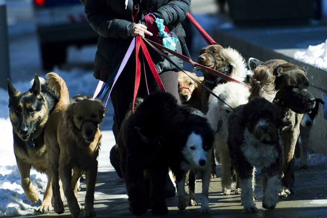 Toronto Cracking Down on Dangerous Dog Owners With Stricter Set of Rules