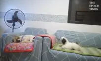 Cuddly Puppy Can’t Take a Hint!