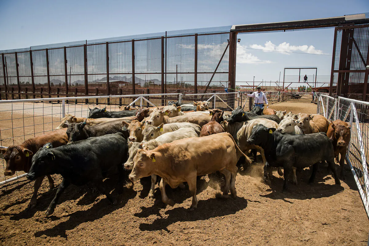 Cattle are brought through a gate in the border fence from Mexico into the United States at the Santa Teresa International Export/Import livestock crossing in Santa Teresa, N.M., on June 5, 2019. (Joe Raedle/Getty Images)
