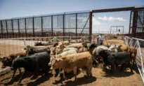 US, Mexico Reach Agreement to Combat Cattle-Infesting Fly