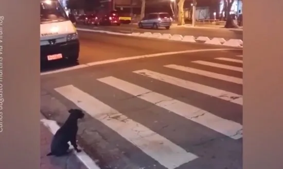 Smart Dog at Crosswalk Knows Its Green Cross Code