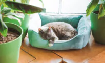 12 Home Decor Tips for a Mental Health Boost