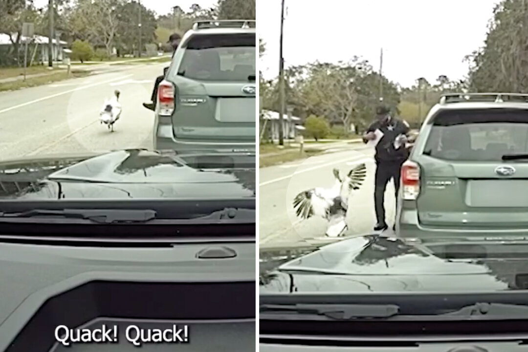 ‘I’m Getting Attacked by a Chicken’: Deputy Quacks to Shoo Off Angry ...