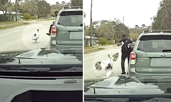 'I'm Getting Attacked by a Chicken': Deputy Quacks to Shoo Off Angry Turkey During Traffic Stop—Funny Video