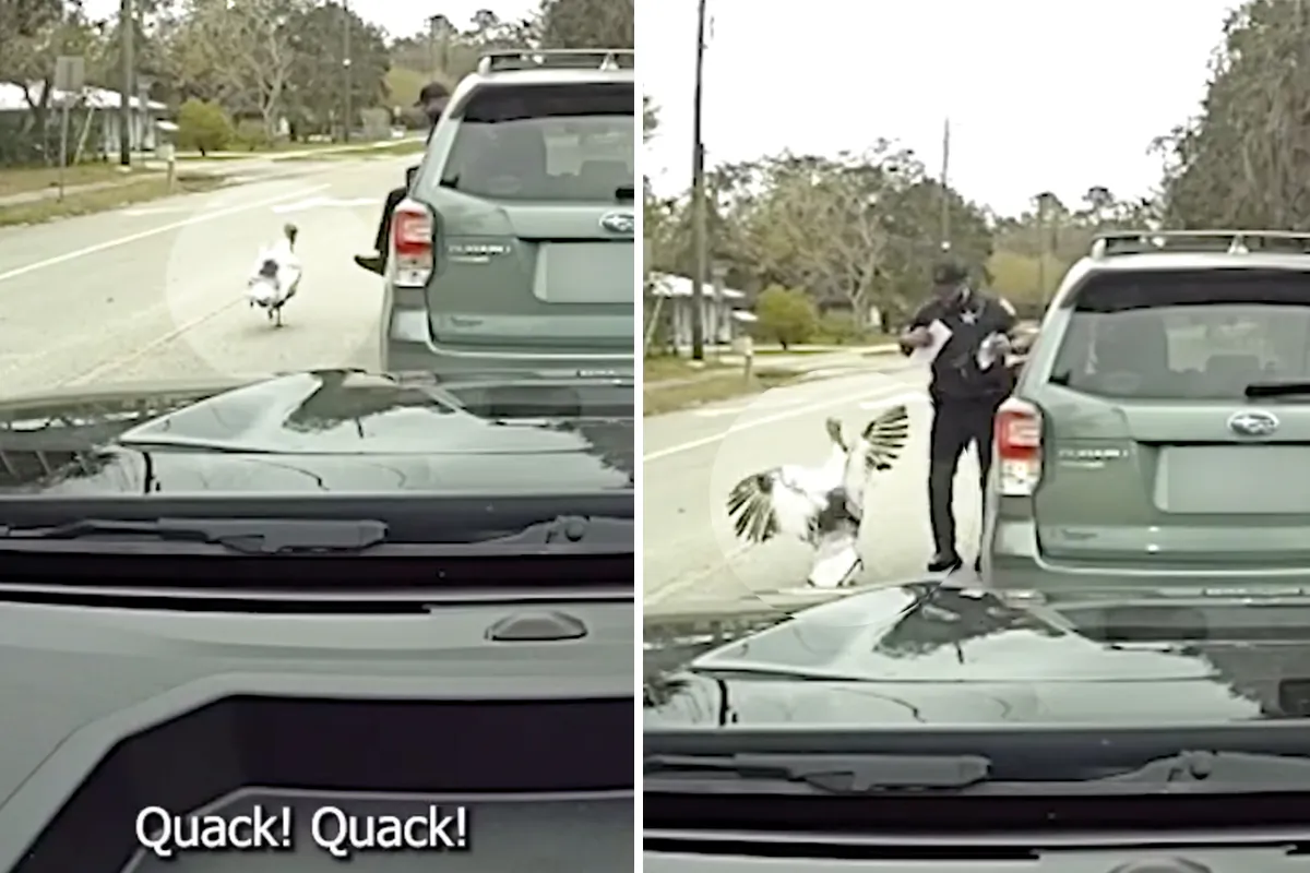 (Courtesy of St. Johns County Sheriff’s Office)