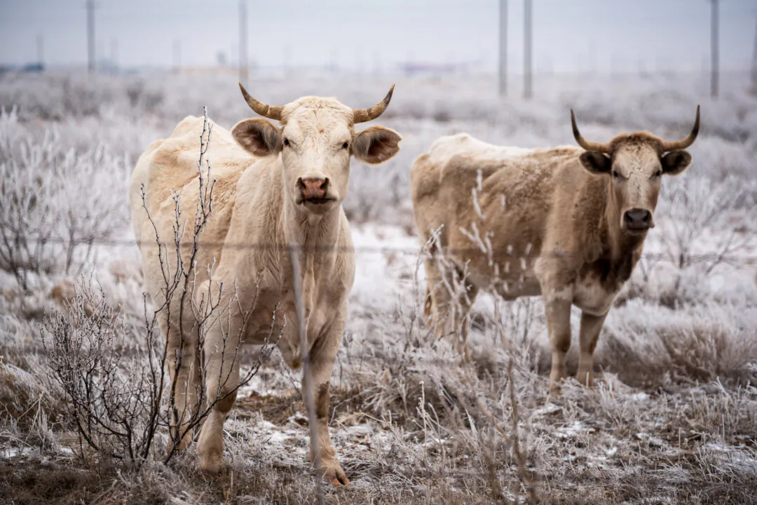 Cattle roam in a field in Midland, Texas, on Feb. 13, 2021. (Eli Hartman/Odessa American via AP)
