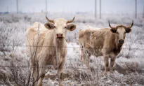 Avian Flu Detected for First Time in US Cattle