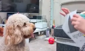 Meet Willow, an Incredibly Smart Dog That Can Recognize Shapes and Count
