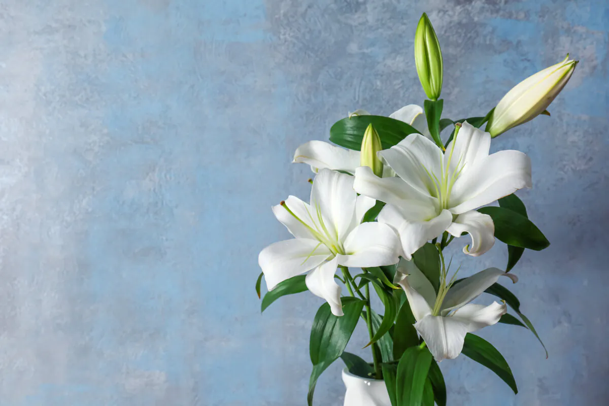 An opened flower should last a week or longer before wilting. (Africa Studio/Shutterstock)
