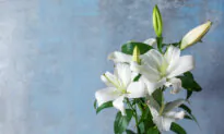 Easter Lilies
