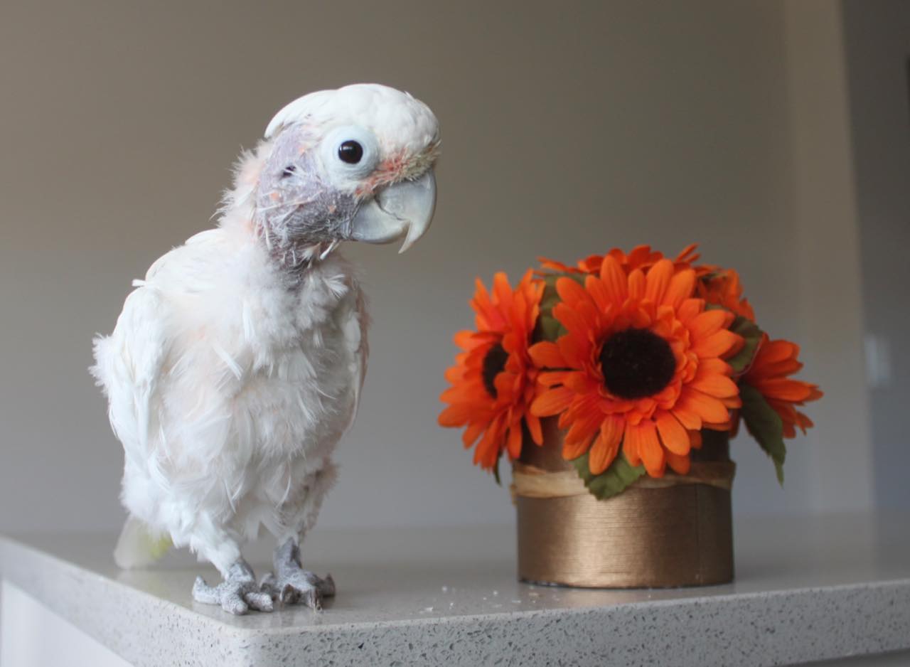 Coco, the dancing cockatoo.