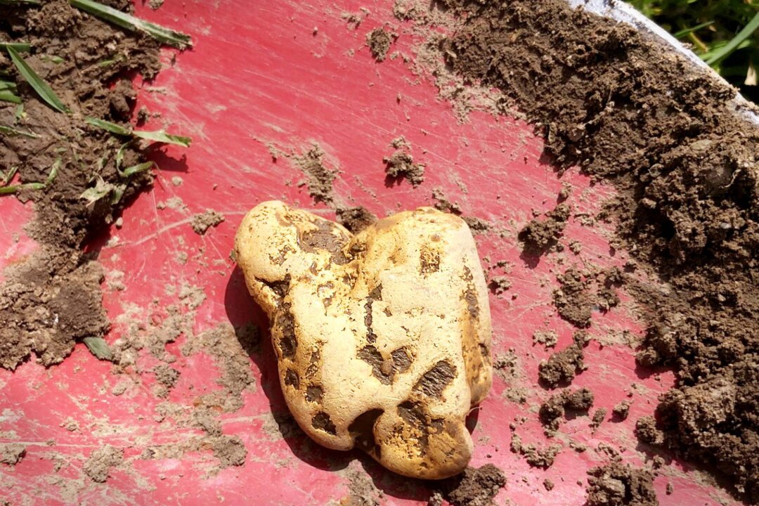 Metal Detectorist Unearths Largest Gold Nugget Ever Found in England ...