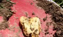 Metal Detectorist Unearths Largest Gold Nugget Ever Found in England—And It’s Worth $40,000