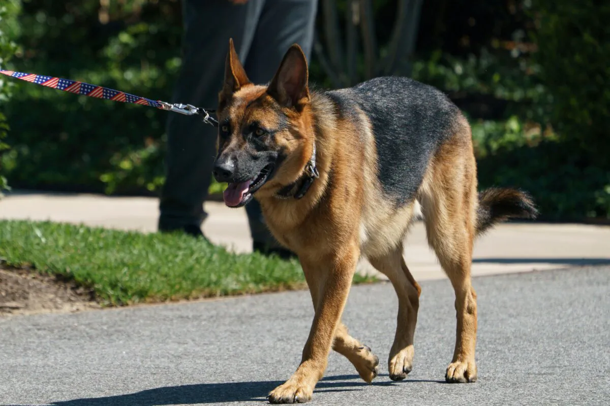 U.S. President Joe Biden's dog Commander walks on the south grounds of the White House in Washington on Aug. 9, 2022. (Mandel Ngan/AFP via Getty Images)