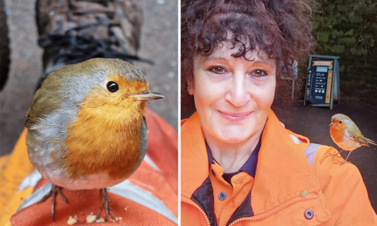 Woman Befriends a Family of Robins During Her Break, Now They Land on Her Head and Sing