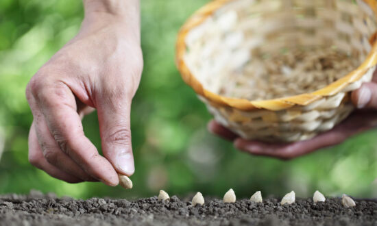 Winning Flower and Vegetable Varieties to Try