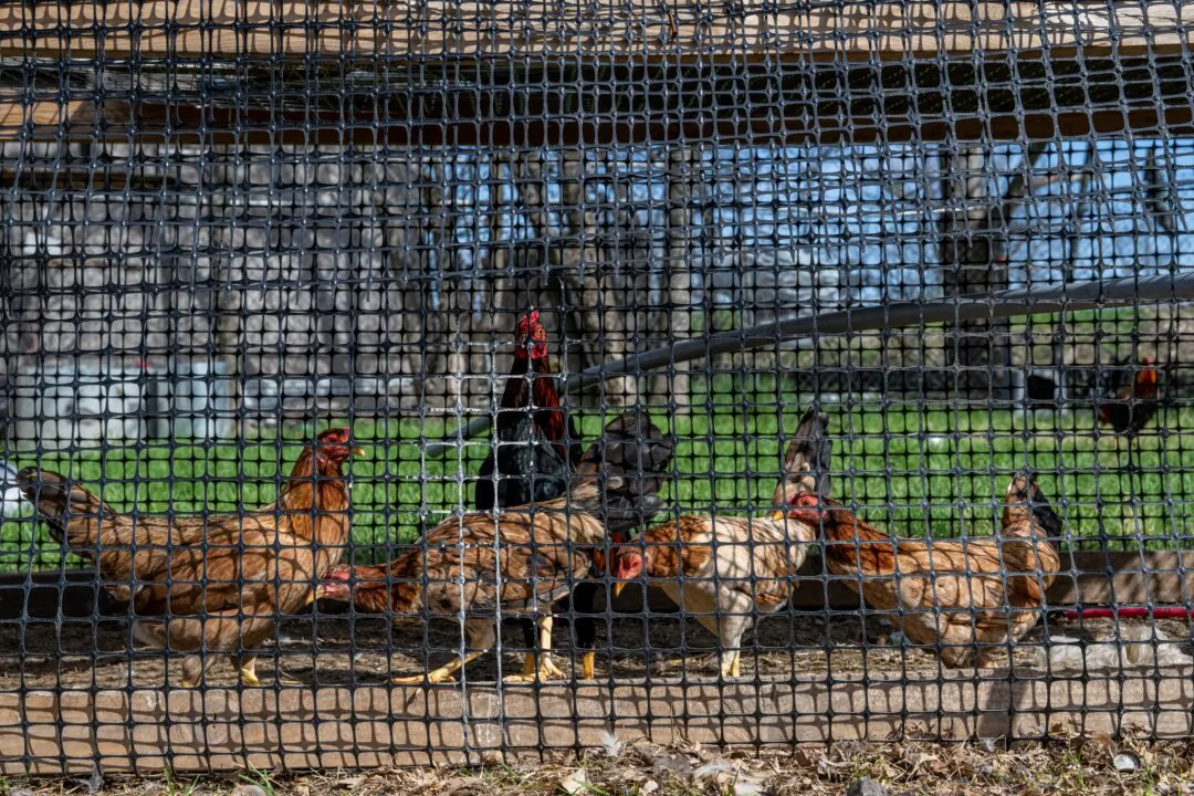 Poultry in Texas, in this file image. (Brandon Bell/Getty Images)