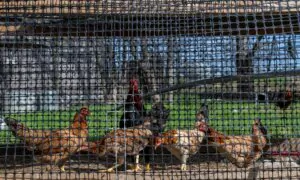 3 US States Report New Avian Flu Outbreaks