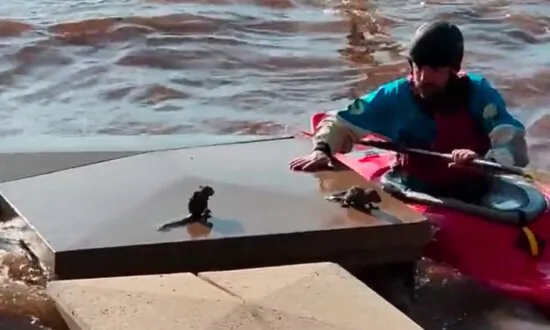 Good Samaritan Kayaker Saves 2 Baby Squirrels From Drowning in Flood Waters