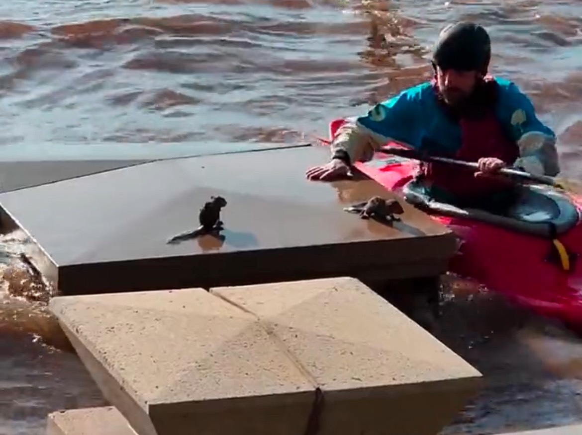 Good Samaritan Kayaker Saves 2 Baby Squirrels From Drowning in Flood ...
