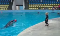 Toddler Plays Fetch With Dolphin