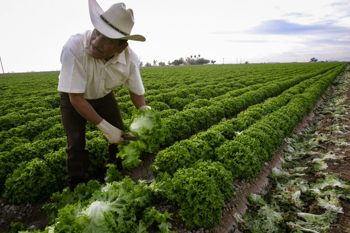 A farm worker harvests lettuce in a farm field near the border town of Calexico, Calif., on March 9, 2006. (Hector Mata/AFP via Getty Images)