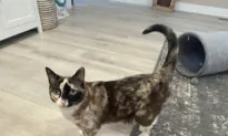 Utah Cat Explores Amazon Return Box, Ends Up in California 6 Days Later