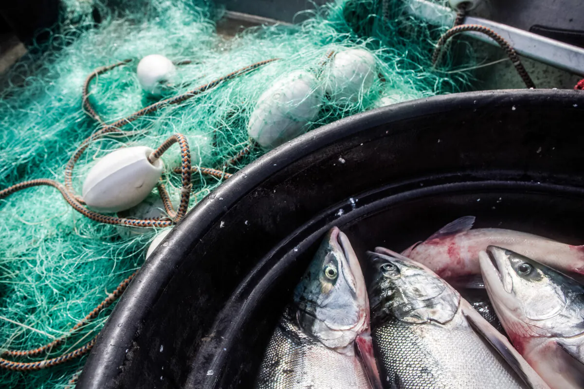 Salmon are collected in a bucket on boat in Newtok, Alaska, in 2015. (Andrew Burton/Getty Images)
