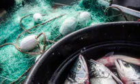 Biden Admin Handed a Win Against Alaska in Fishing Dispute