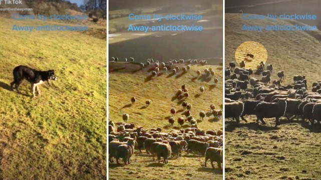 VIDEO: Ultra-Talented Border Collies Herd 700 Sheep at Lightning Speed in Scotland—And Then Go Viral