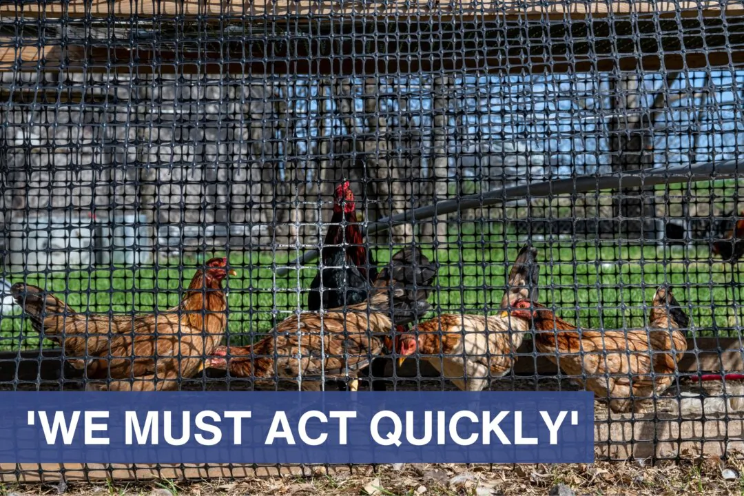 Poultry in Texas in a file image. (Brandon Bell/Getty Images)