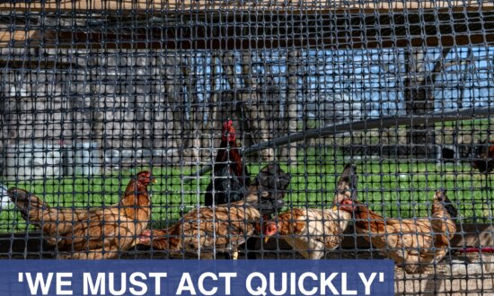 Major Egg Producer Detects Bird Flu, Must Kill Nearly 2 Million Chickens