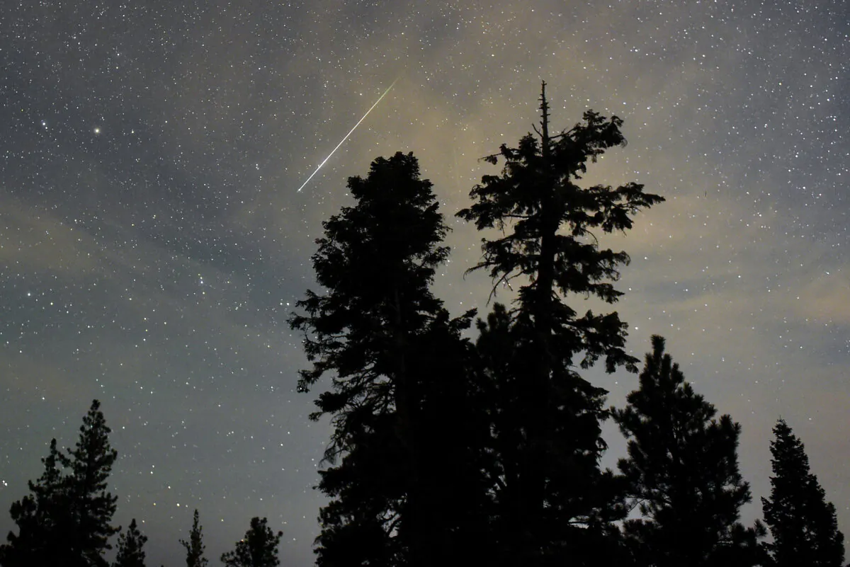 A Perseid meteor streaks across the sky above desert pine trees in the Spring Mountains National Recreation Area in Nevada on Aug. 13, 2015. (Ethan Miller/Getty Images)