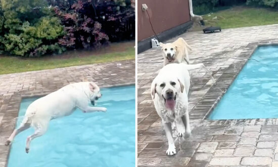 Hilarious Video Captures Water-Loving Dog Refusing to Leave the Water