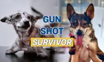 Two-Legged Street Dog Survives Gun Shot in the Head, Finds Happy Home