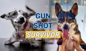 Two-Legged Street Dog Survives Gun Shot in the Head, Finds Happy Home