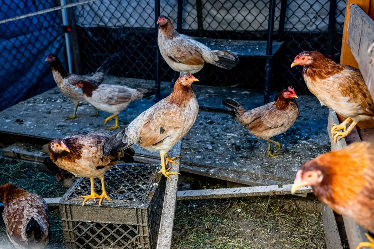 Chickens in Texas in a file photograph. (Brandon Bell/Getty Images)