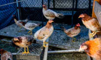 Bird Flu in Human Has Mutation, but Risk Is Low: CDC