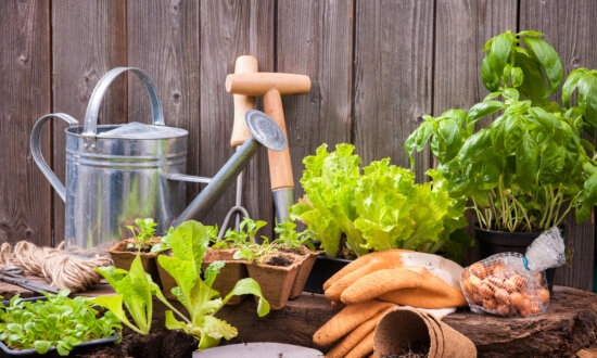 The Gardener’s Toolkit: 5 Essential Tools Every Gardener Needs