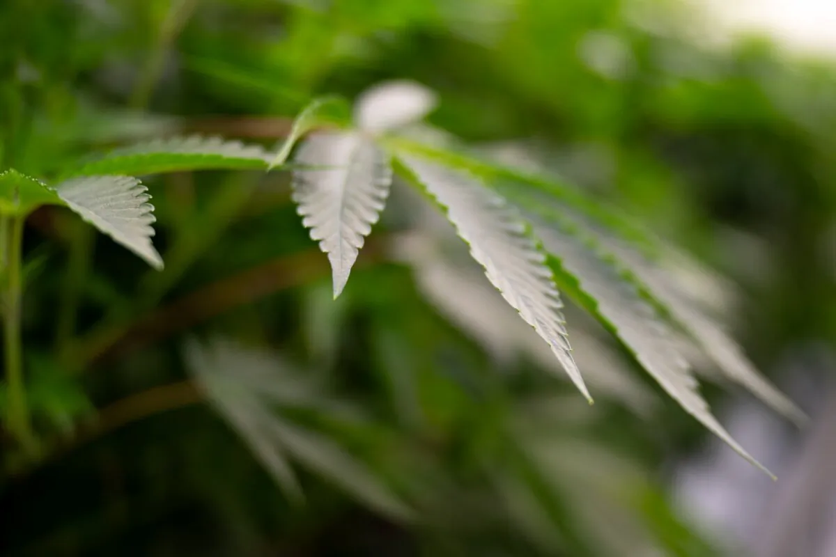 Cannabis plants grow in a warehouse in a Hollandse Hoogtes production facility, one of 10 licensed growers as part of a Dutch government trial to legalize cannabis production for registered producers, in Bremmel, the Netherlands, on Dec. 14, 2023. (Nick Gammon/AFP via Getty Images)
