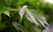 Massachusetts Approves Pot Pardon Policy