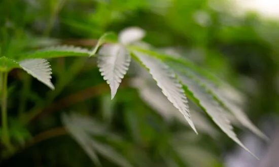 Massachusetts Approves Pot Pardon Policy