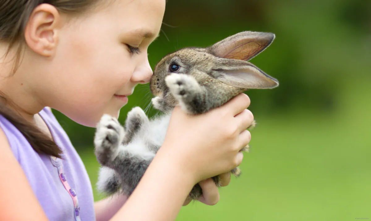 A rabbit has a delicate spine that is easily broken if a child plays too boisterously or even picks up the bunny wrong. (Serhiy Kobyakov/Shutterstock)
